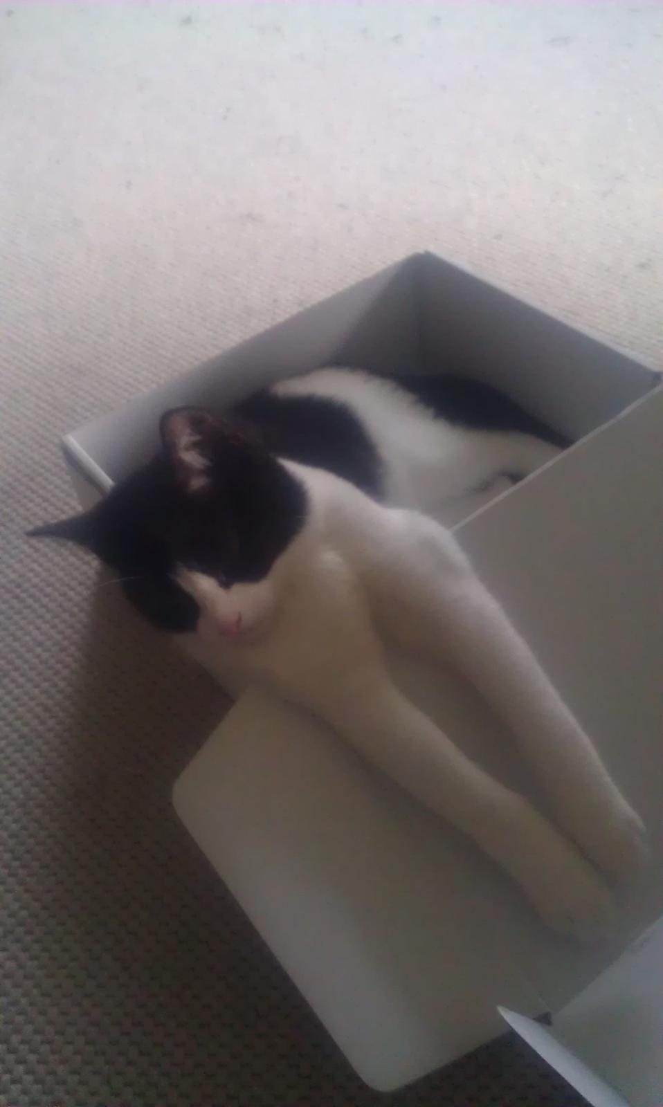 Huskat kato billede 3