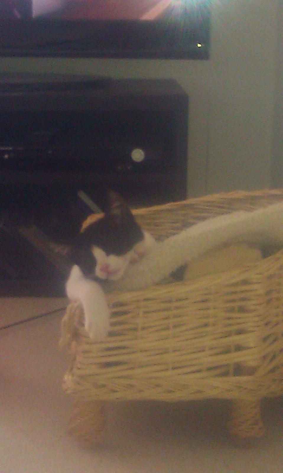 Huskat kato billede 4