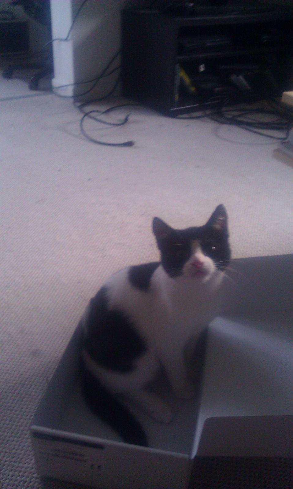 Huskat kato billede 5