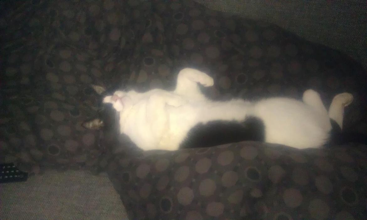 Huskat kato billede 6