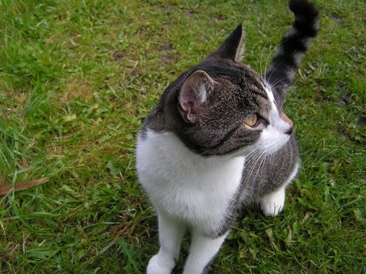 Huskat Mus billede 16