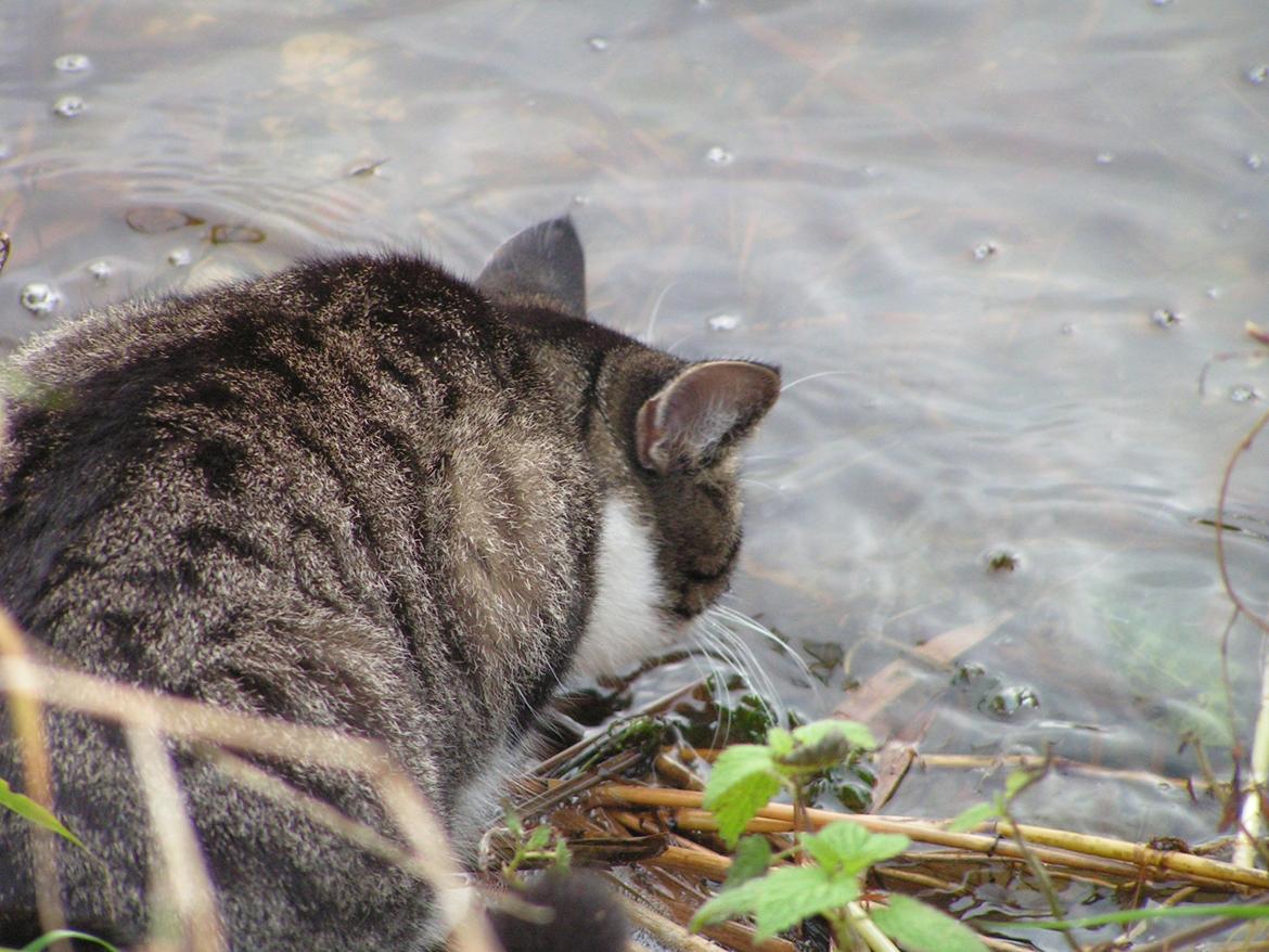 Huskat Mus billede 17