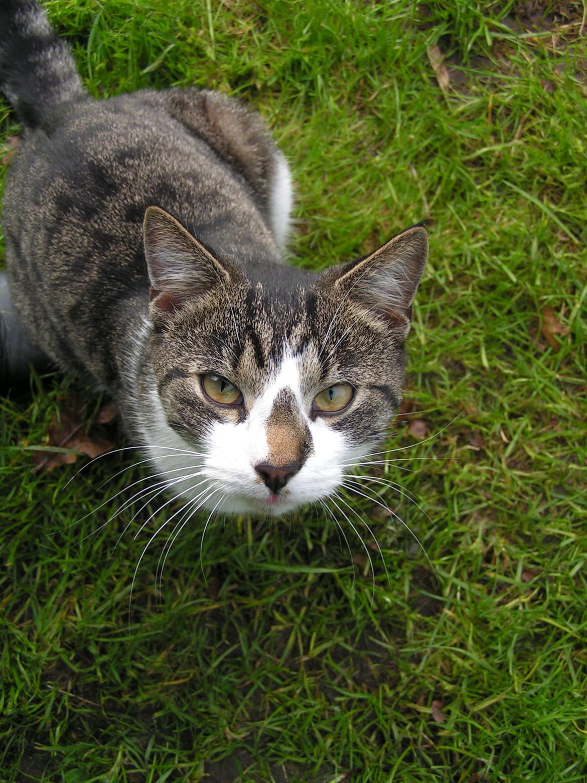 Huskat Mus billede 18