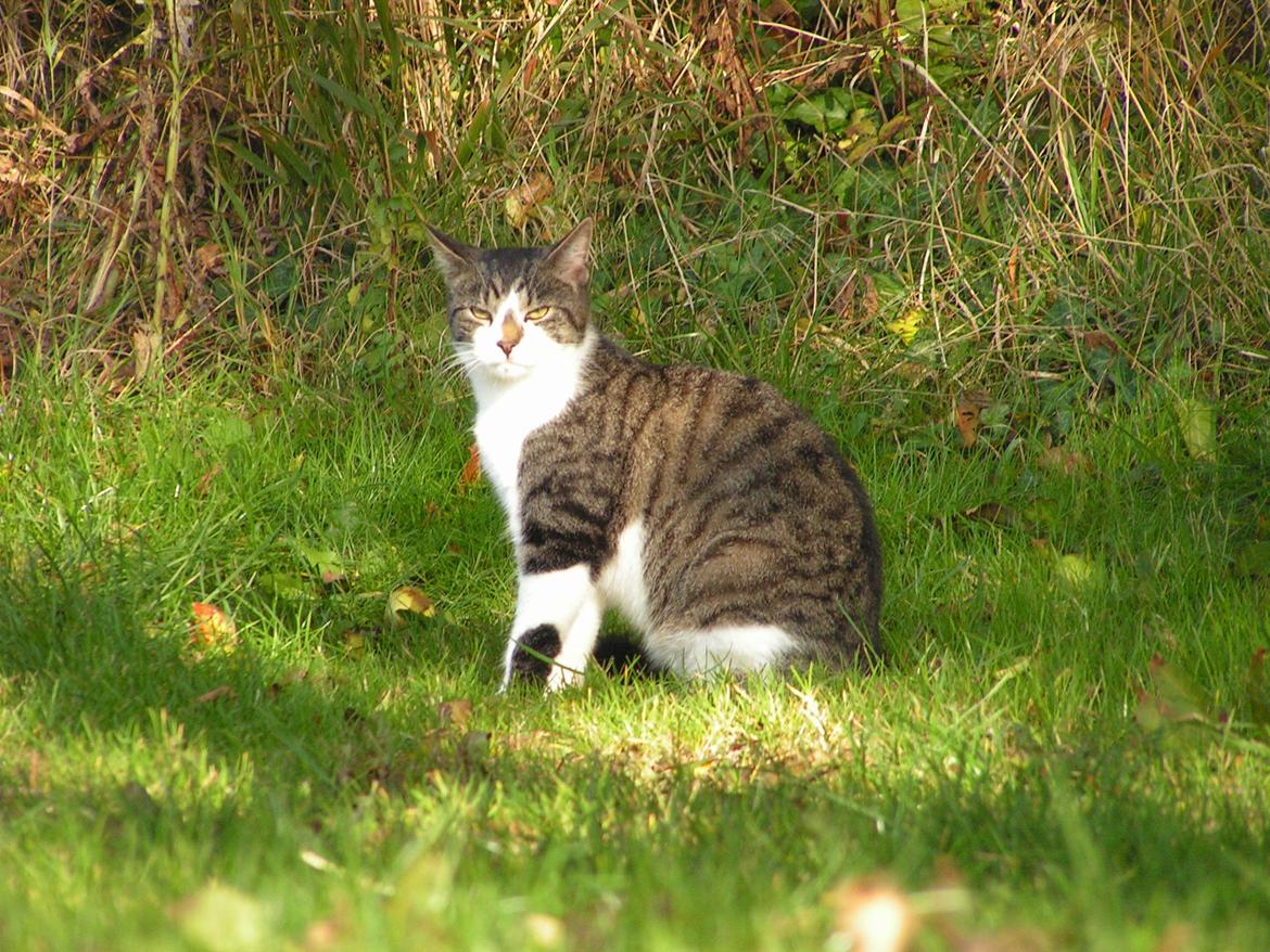 Huskat Mus billede 19