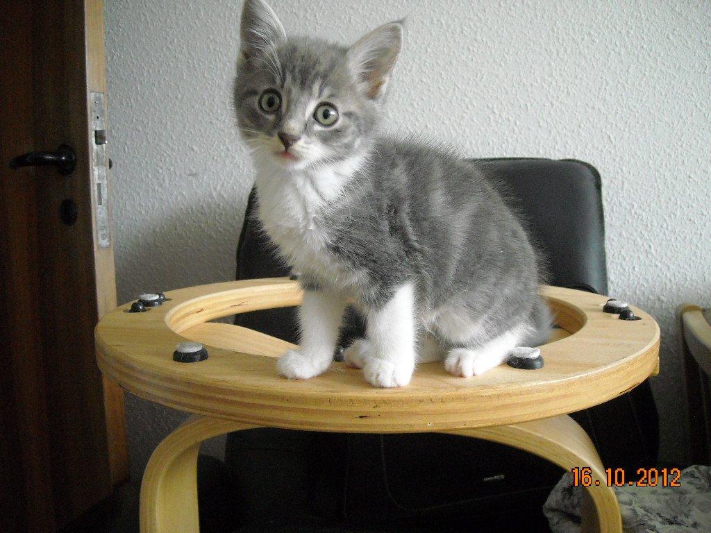 Huskat Bobby - Heeej.... Jeg har ikke gjort noget forbudt :-9 billede 2