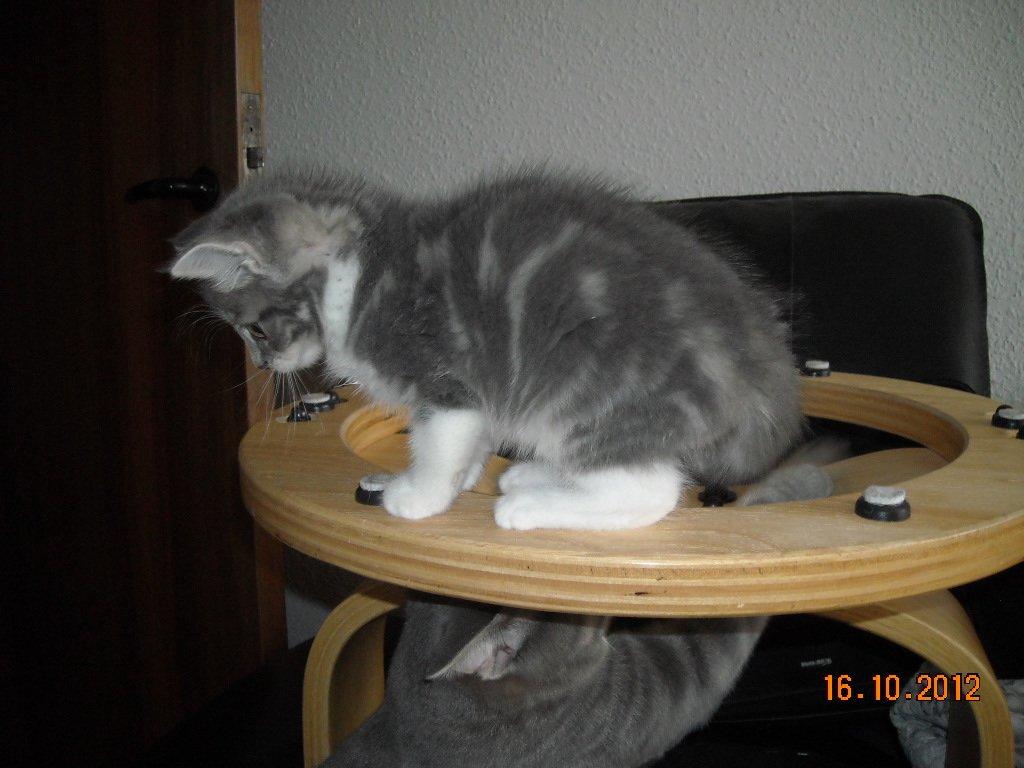 Huskat Bobby - Jeg skal gi´dig ska´jeg.. billede 3