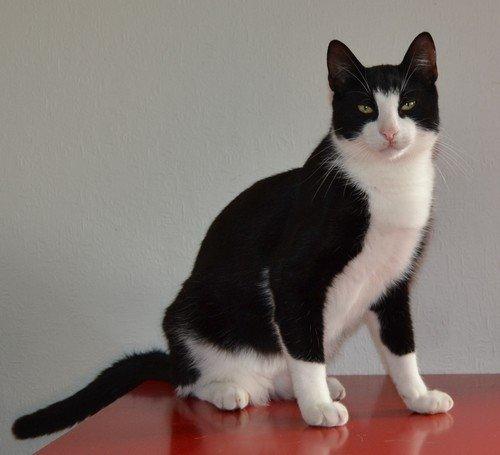 Huskat Sylvester billede 19