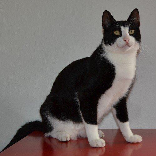 Huskat Sylvester billede 1