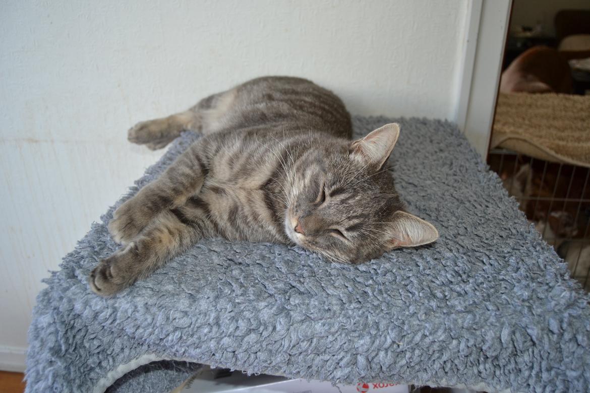 Huskat Sölvi Hittemis billede 1