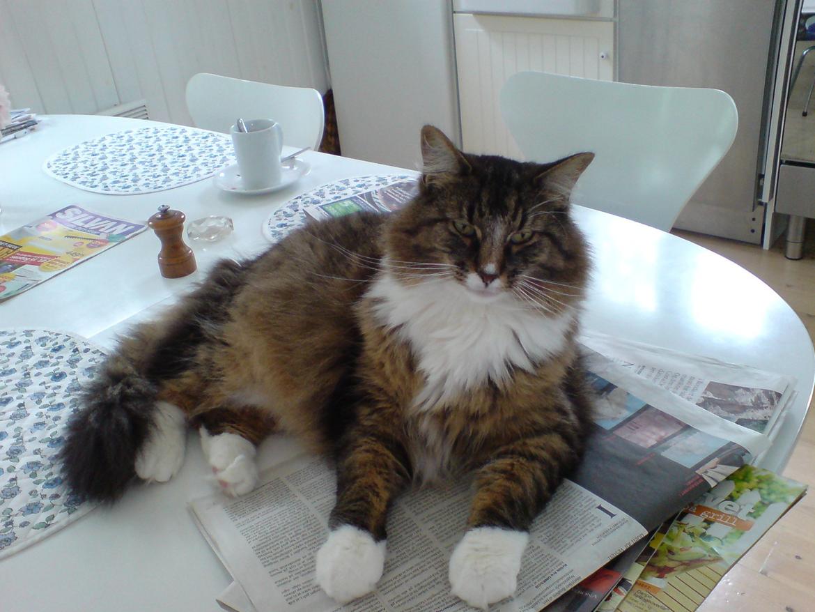 Norsk Skovkat DK Missiollas' Charlie billede 1