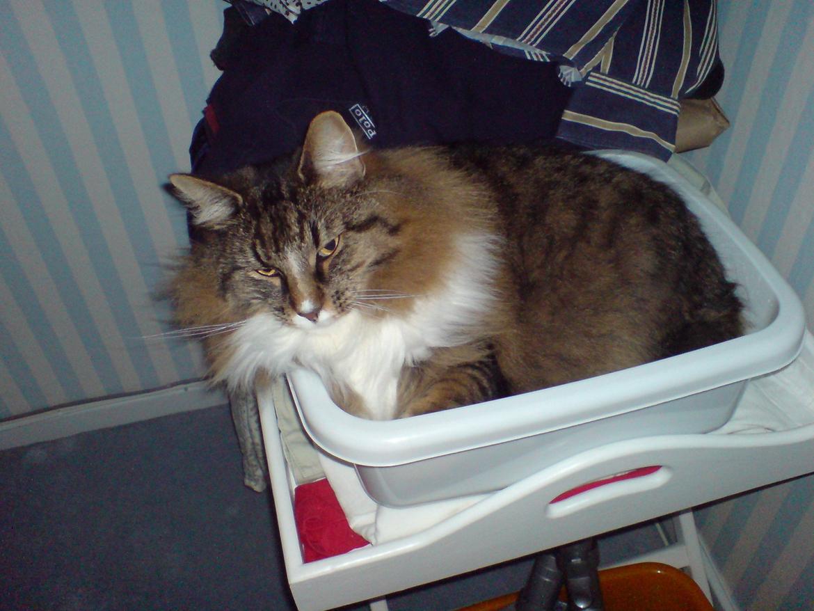 Norsk Skovkat DK Missiollas' Charlie billede 2