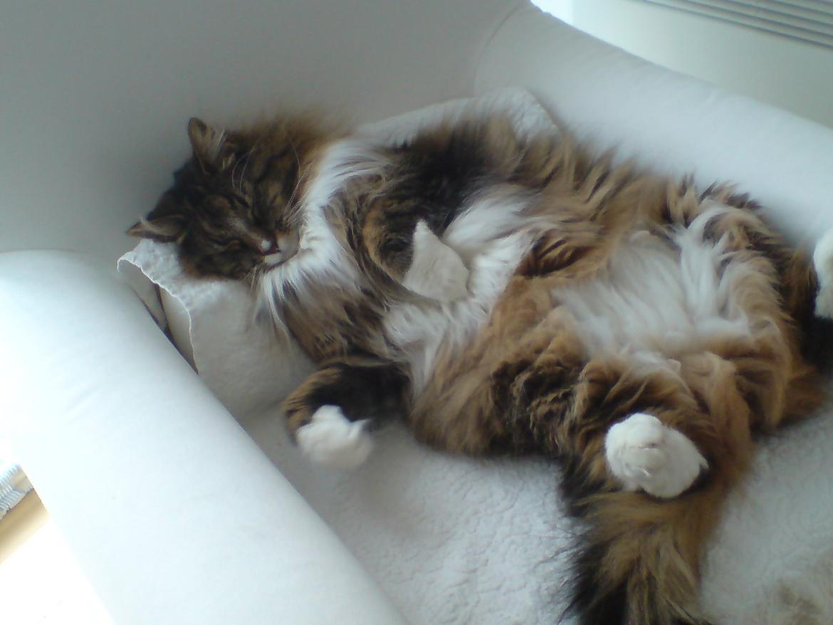 Norsk Skovkat DK Missiollas' Charlie billede 3