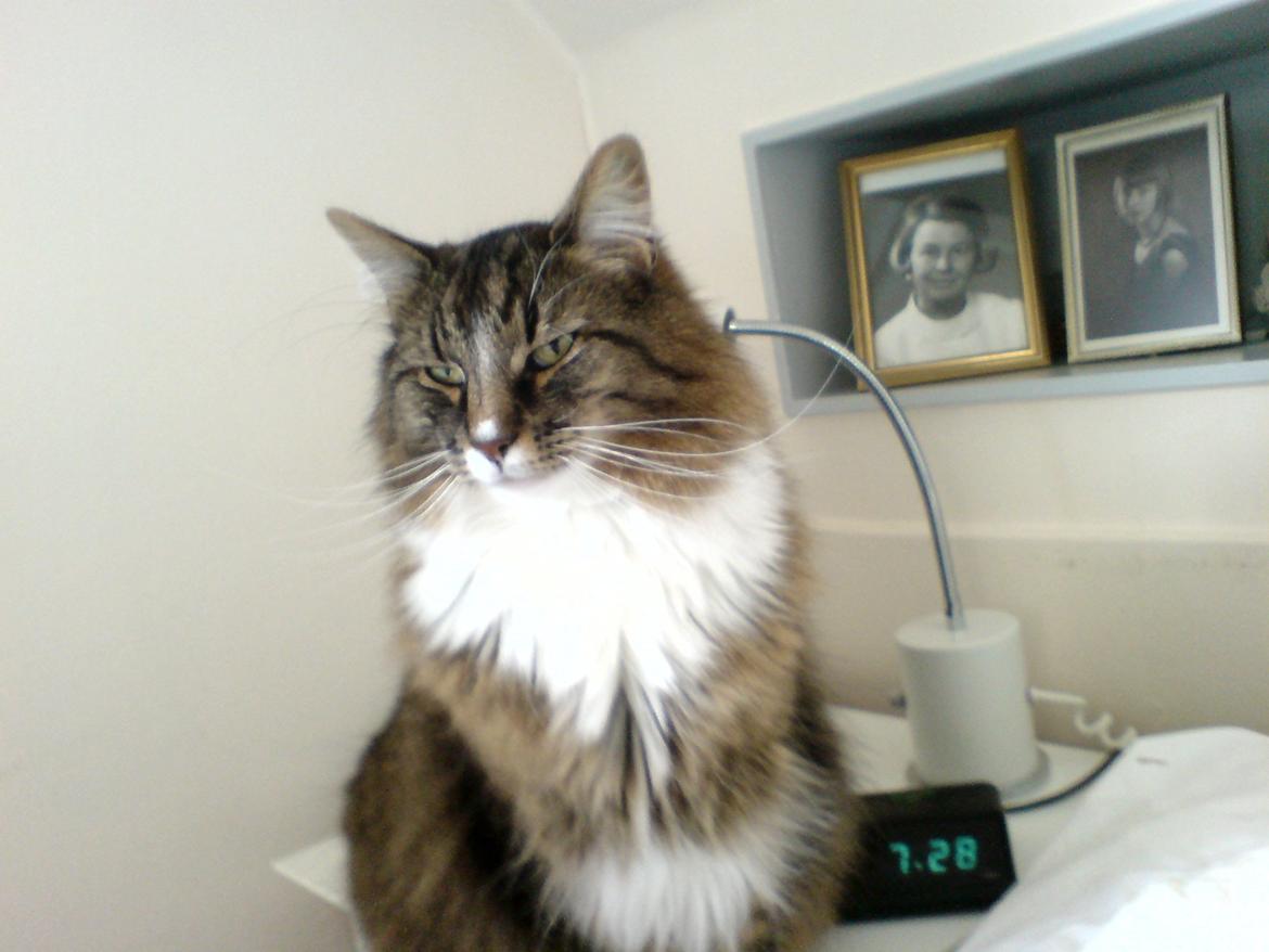 Norsk Skovkat DK Missiollas' Charlie billede 5