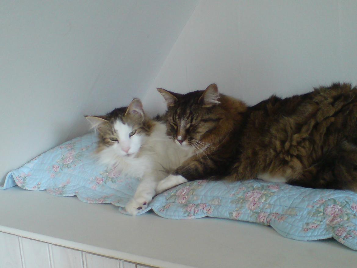 Norsk Skovkat DK Missiollas' Charlie billede 6