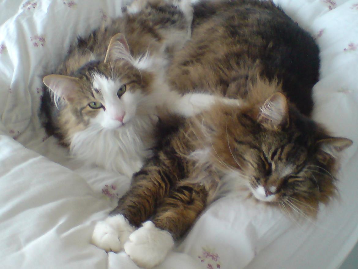 Norsk Skovkat Joko ( Jo-Kurt von friberg dk) billede 1