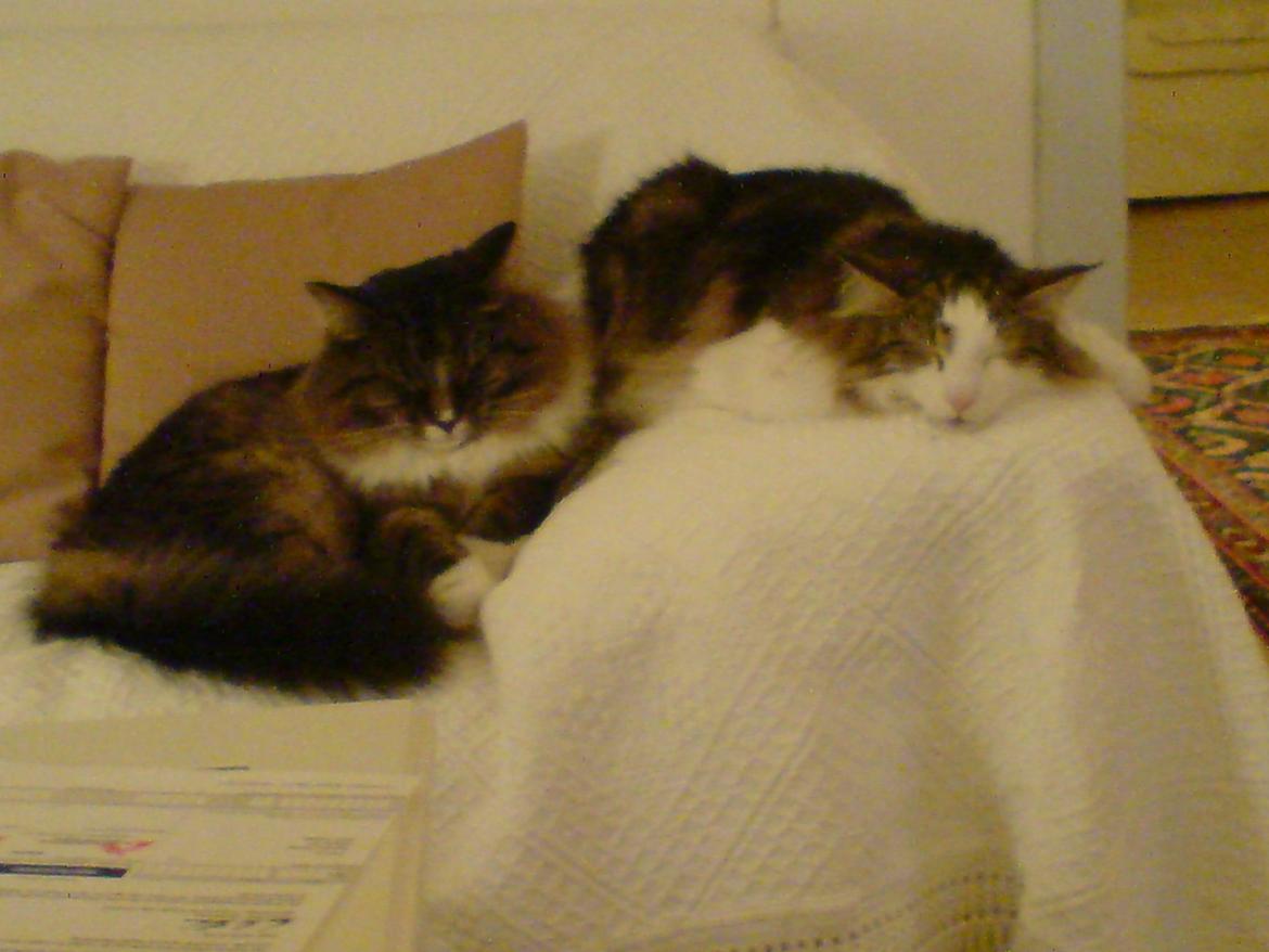 Norsk Skovkat Joko ( Jo-Kurt von friberg dk) billede 2