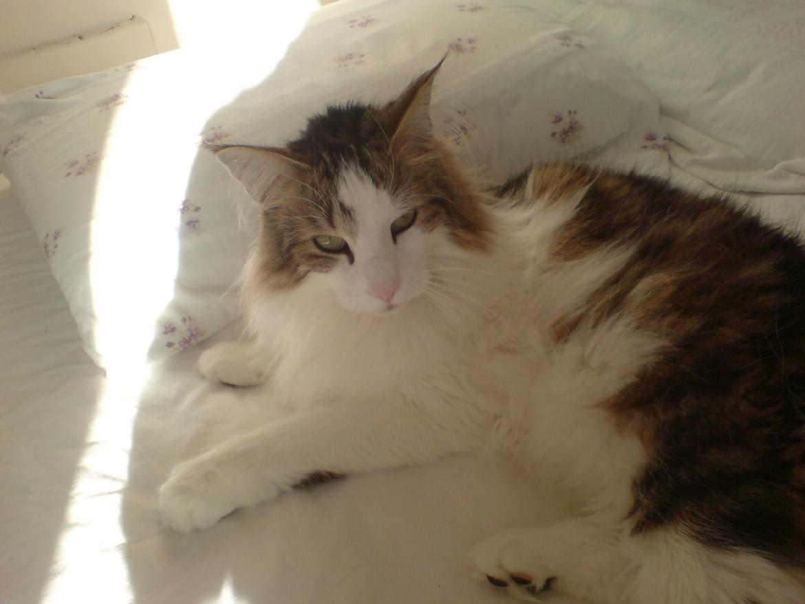 Norsk Skovkat Joko ( Jo-Kurt von friberg dk) billede 3