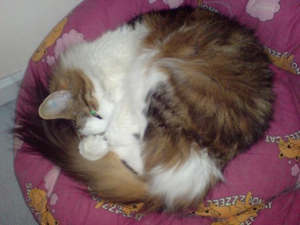 Norsk Skovkat Joko ( Jo-Kurt von friberg dk) billede 4