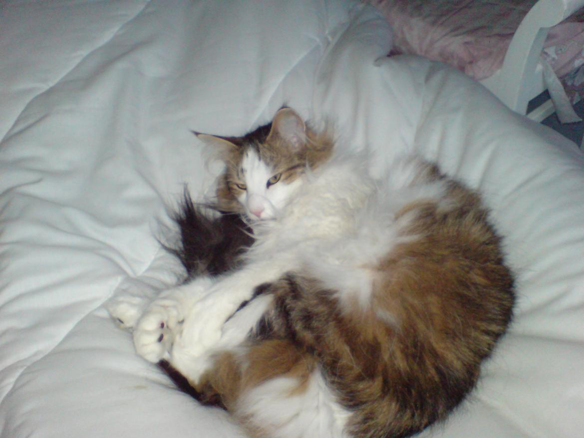 Norsk Skovkat Joko ( Jo-Kurt von friberg dk) billede 5