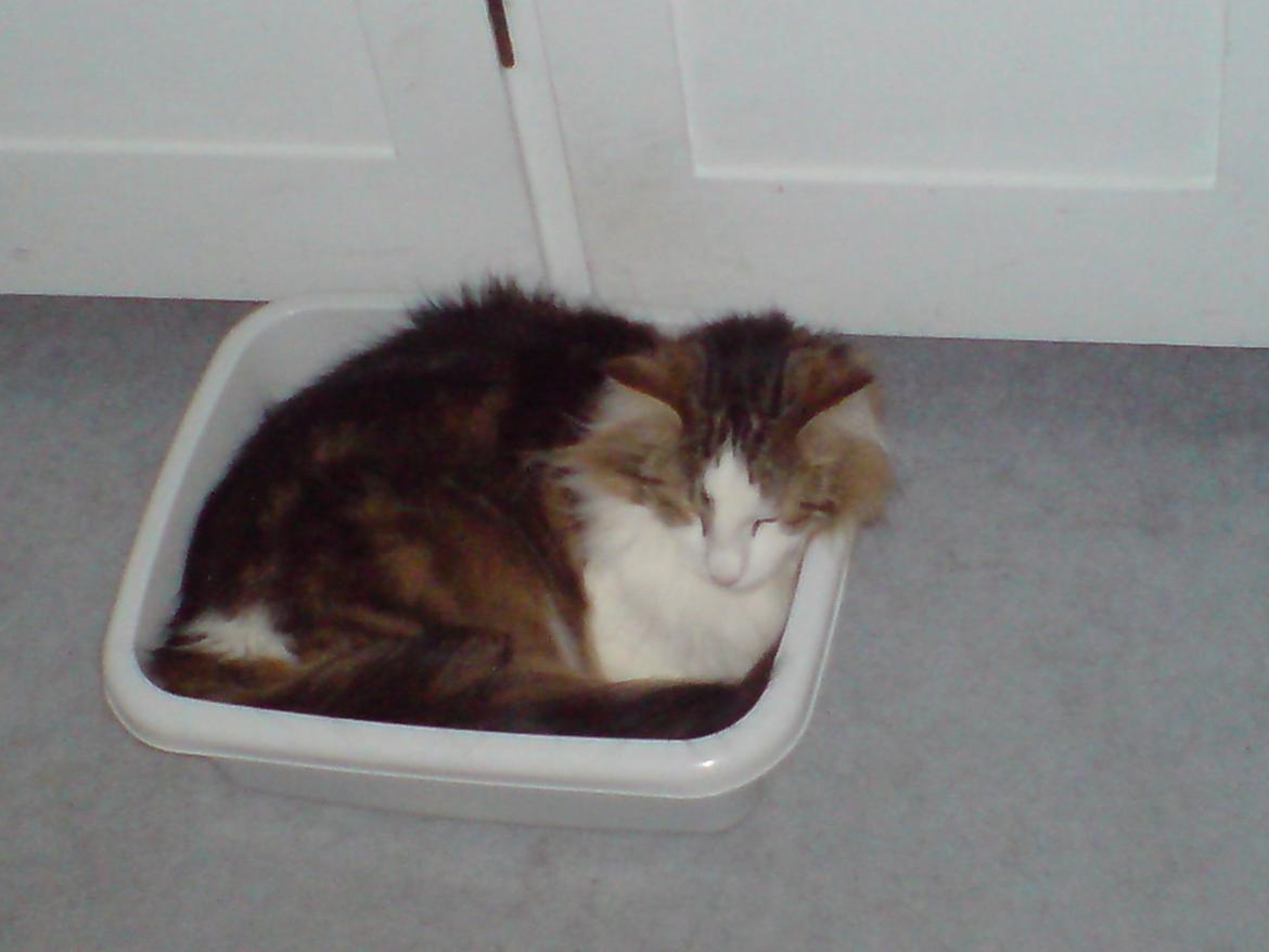 Norsk Skovkat Joko ( Jo-Kurt von friberg dk) billede 6