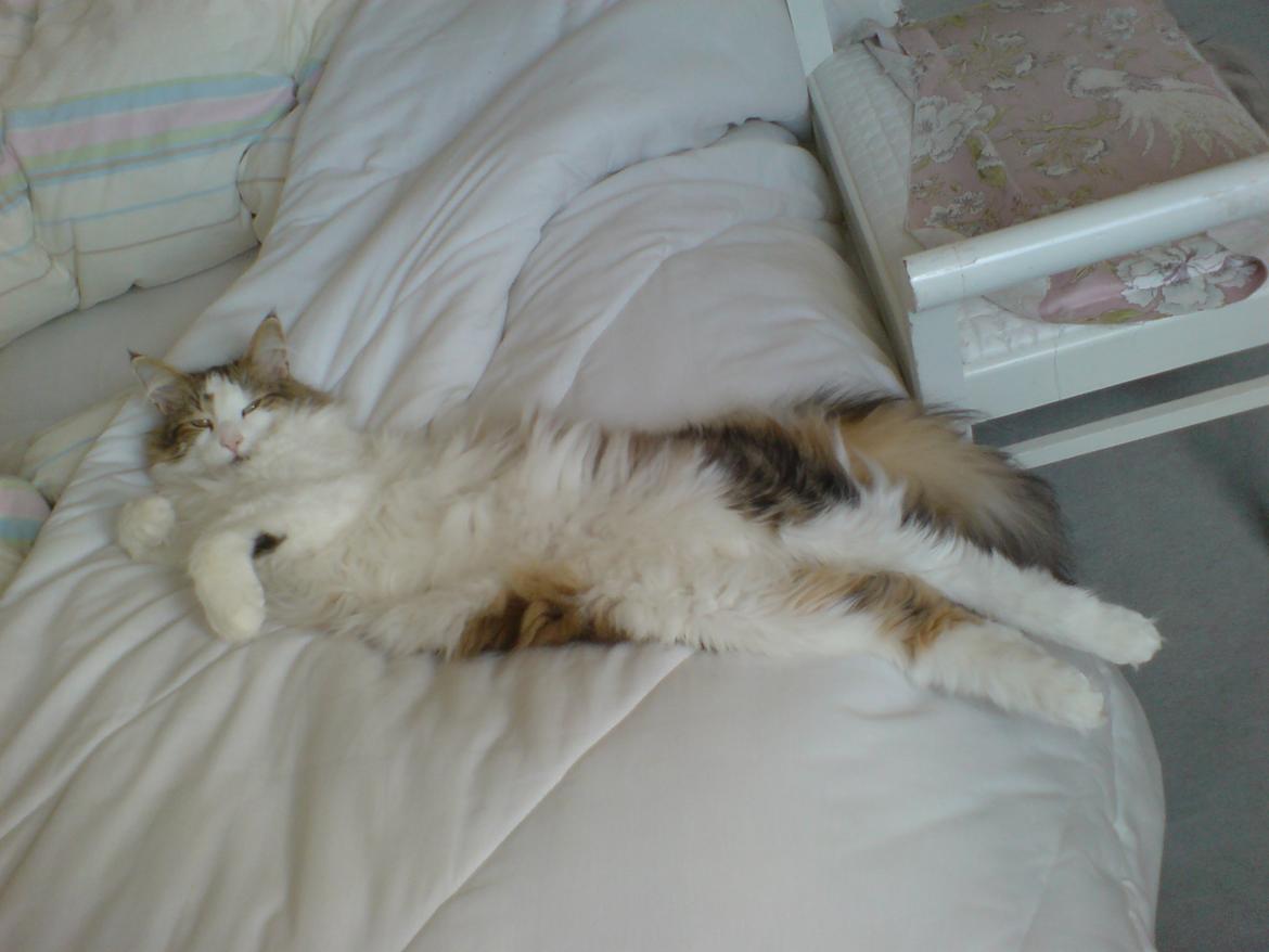 Norsk Skovkat Joko ( Jo-Kurt von friberg dk) billede 7