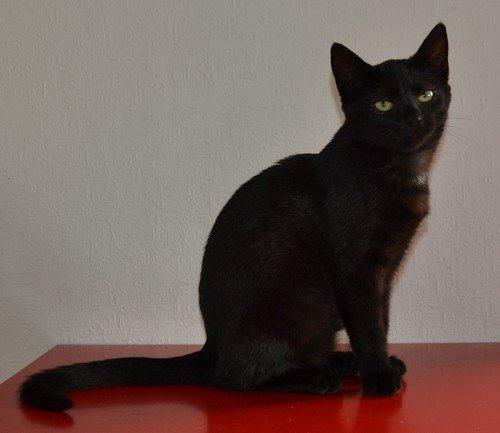 Huskat Cleo Hittemis billede 1