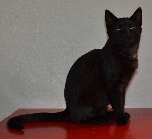 Huskat Cleo Hittemis billede 2