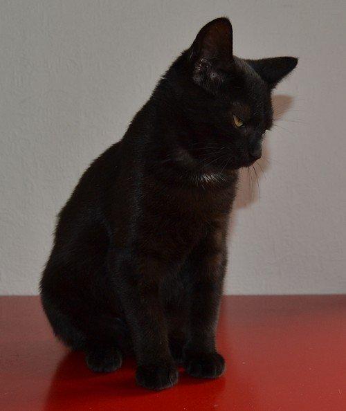 Huskat Cleo Hittemis billede 3