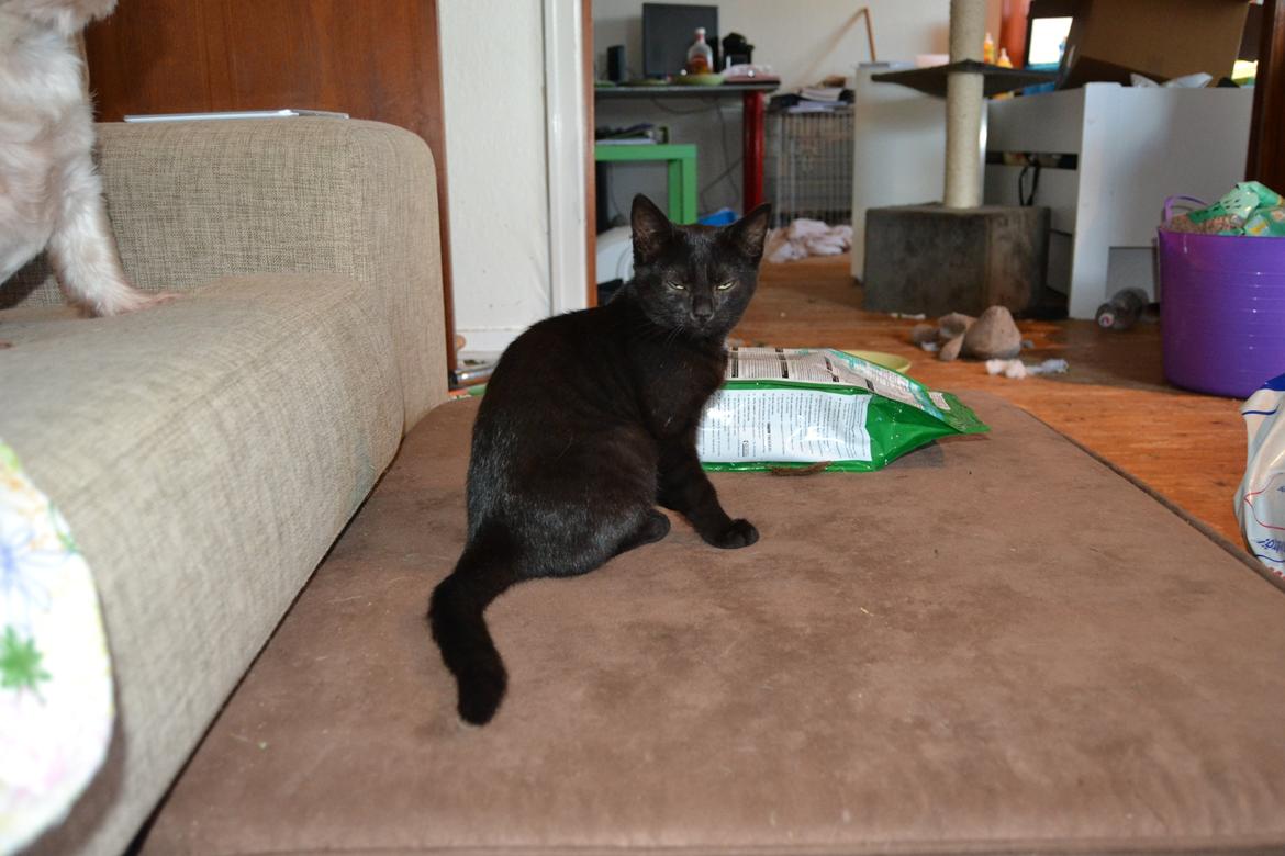 Huskat Cleo Hittemis billede 4