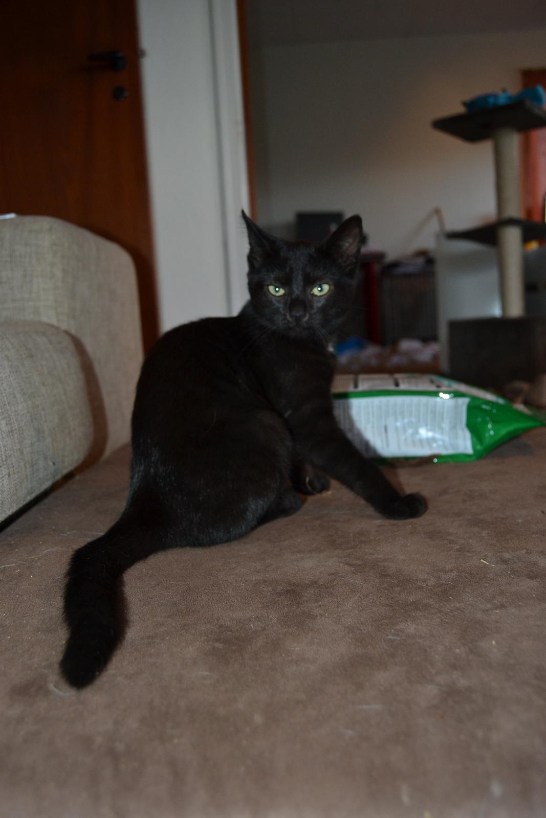 Huskat Cleo Hittemis billede 5