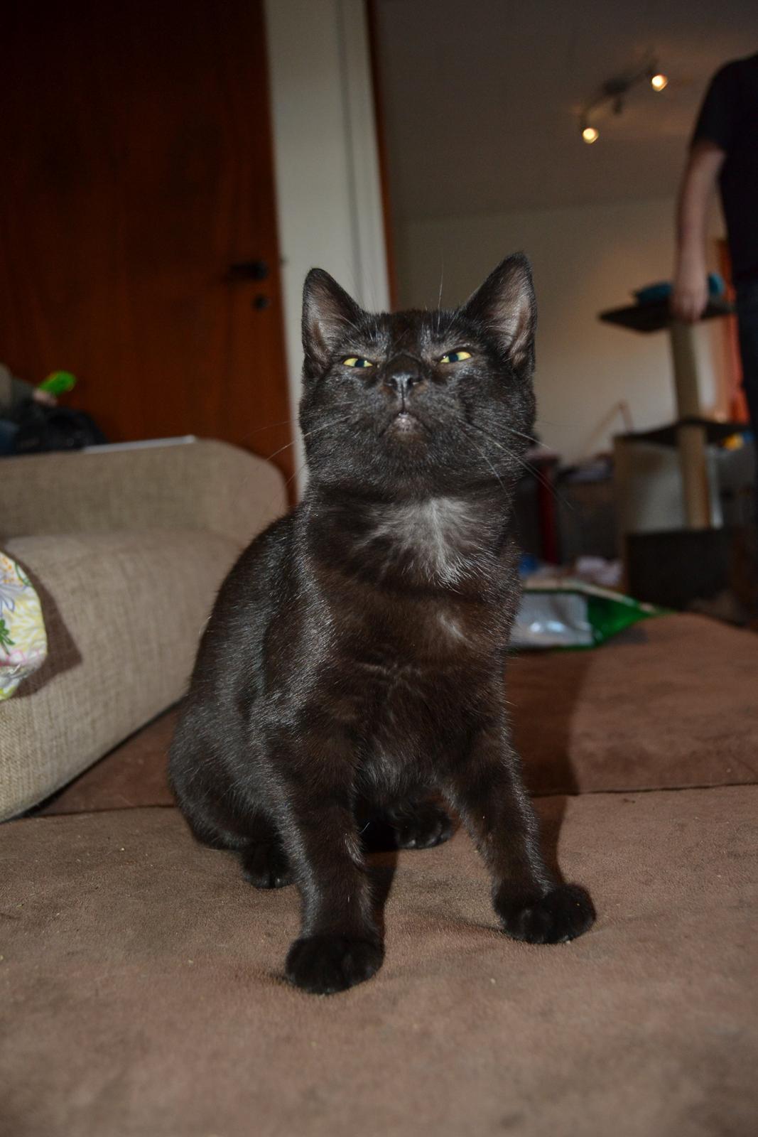 Huskat Cleo Hittemis billede 6