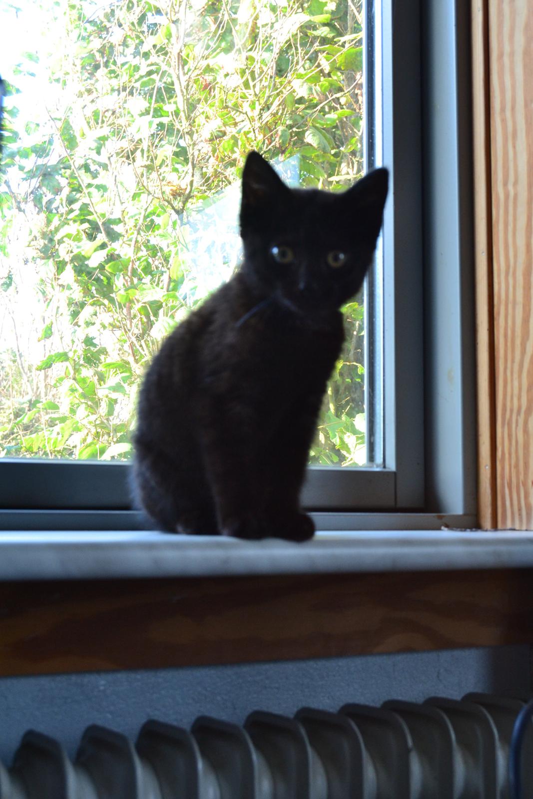 Huskat Cleo Hittemis billede 7