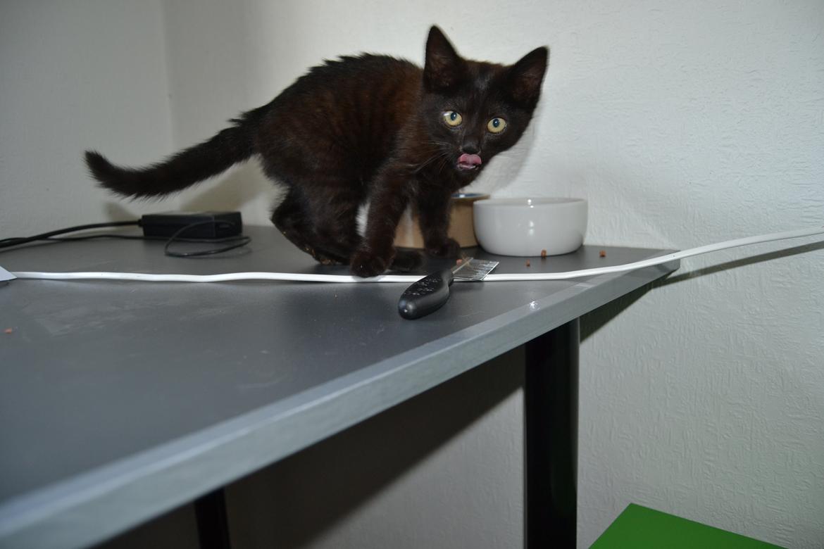 Huskat Cleo Hittemis billede 8