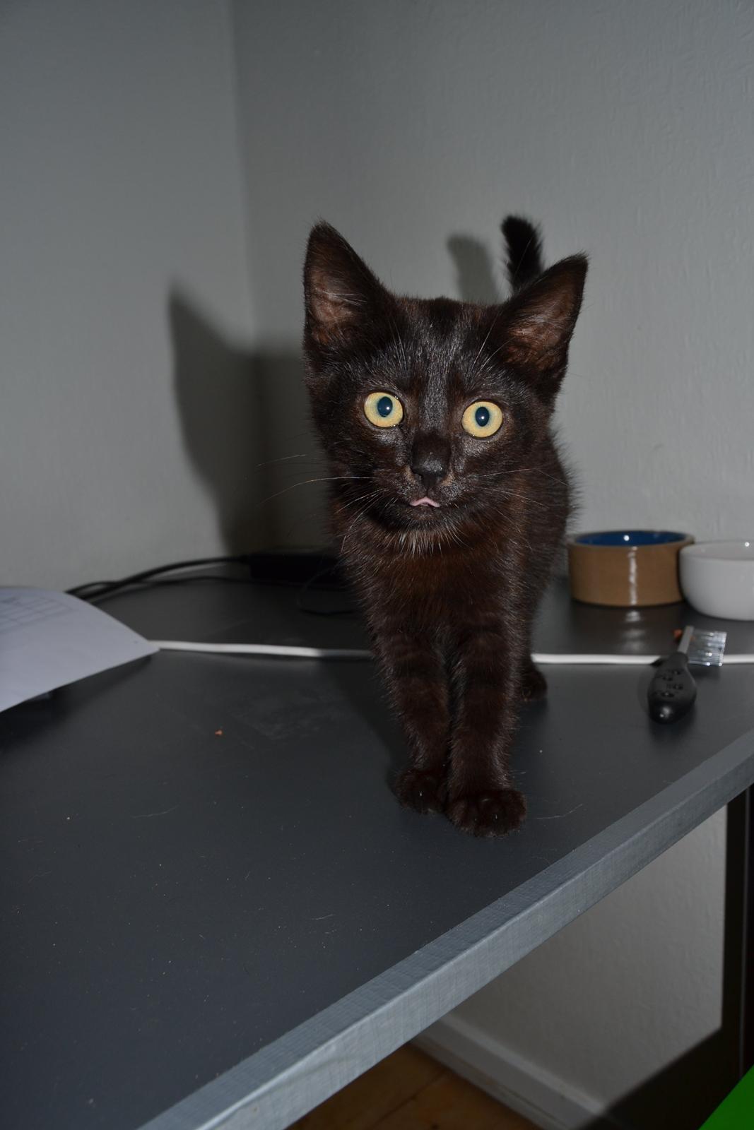 Huskat Cleo Hittemis billede 9