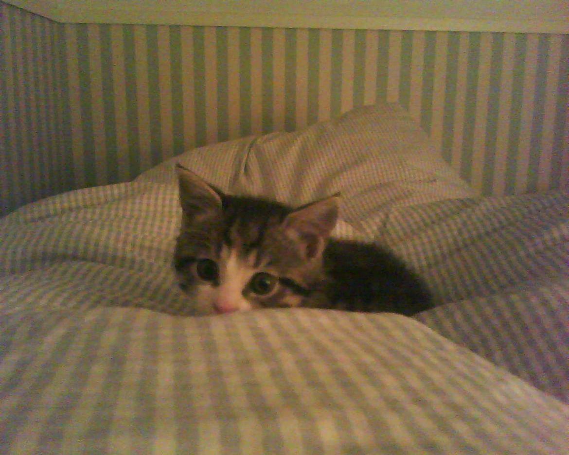 Huskat Missepigen billede 1