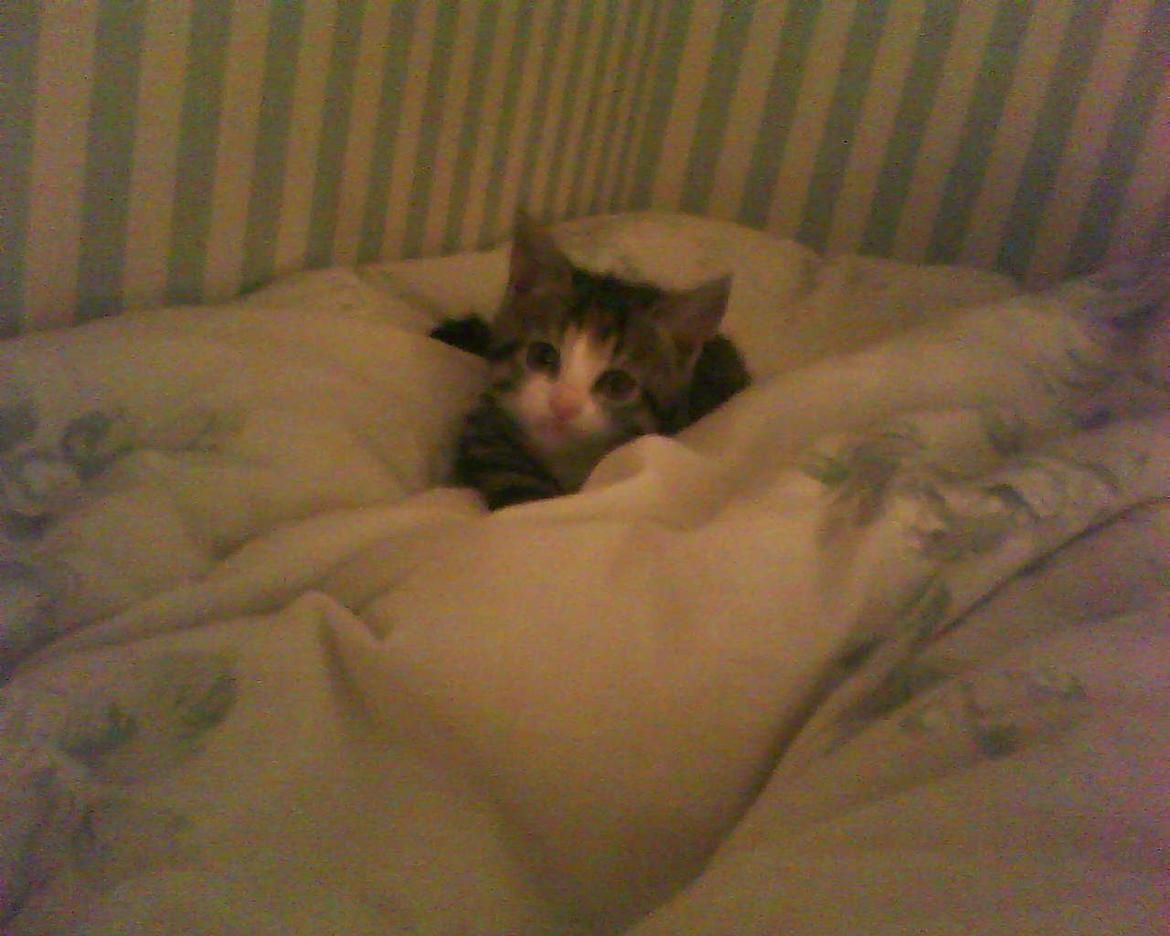 Huskat Missepigen billede 2