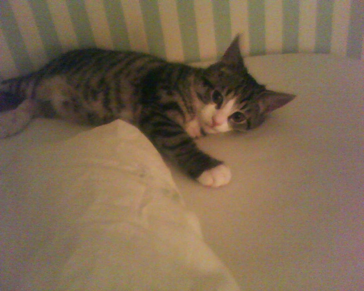 Huskat Missepigen billede 3