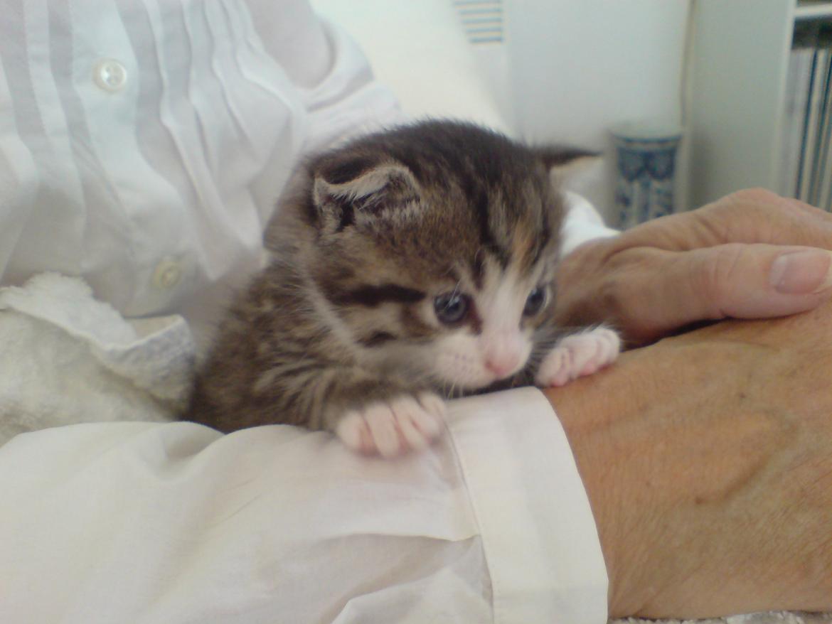 Huskat Missepigen billede 4