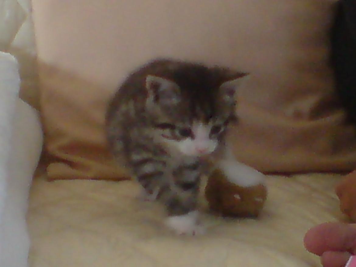 Huskat Missepigen billede 6