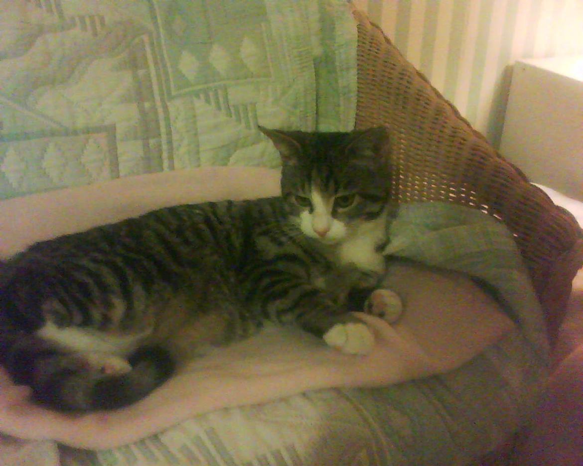 Huskat Missepigen billede 7