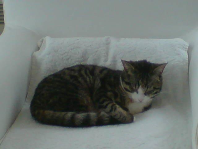 Huskat Missepigen billede 8