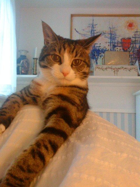 Huskat Missepigen billede 9