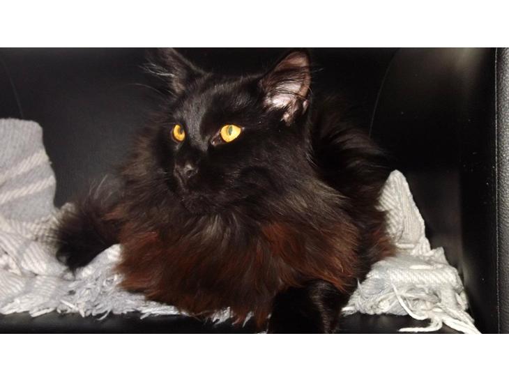 Maine Coon Erling billede 1