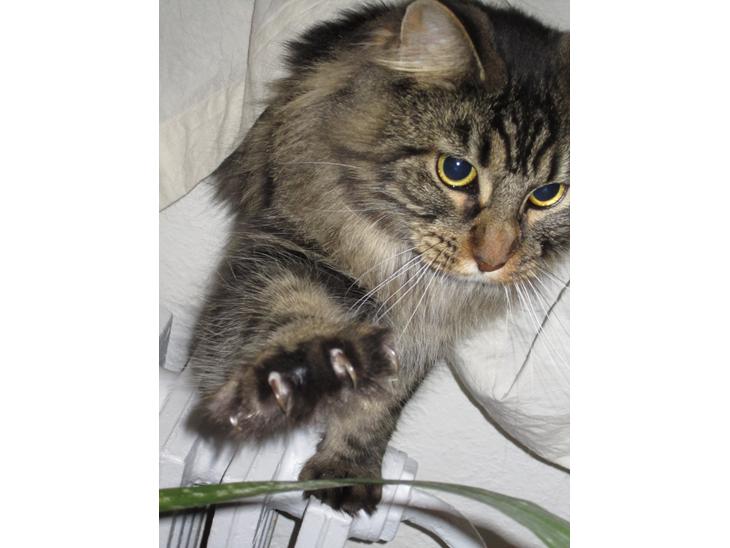 Maine Coon Engbergs Idefix - Mira 
2011 billede 1