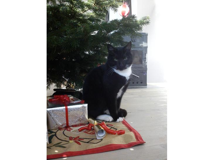 {{currentPhoto.altText}} billede {{currentPhoto.number}}