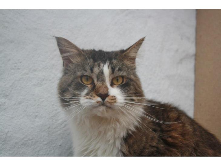 Maine Coon Krammedyret Yankie Bar billede 1