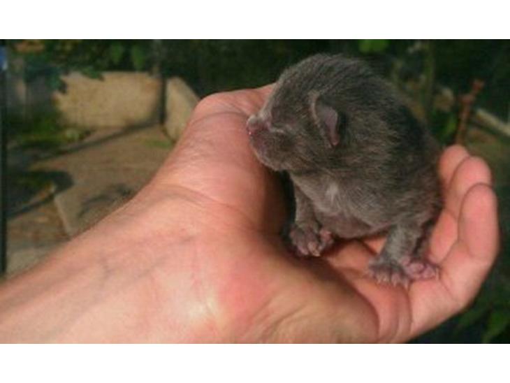 {{currentPhoto.altText}} billede {{currentPhoto.number}}