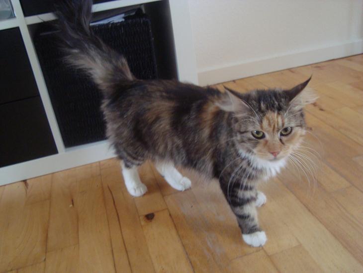 Maine Coon Prima Donna billede 2