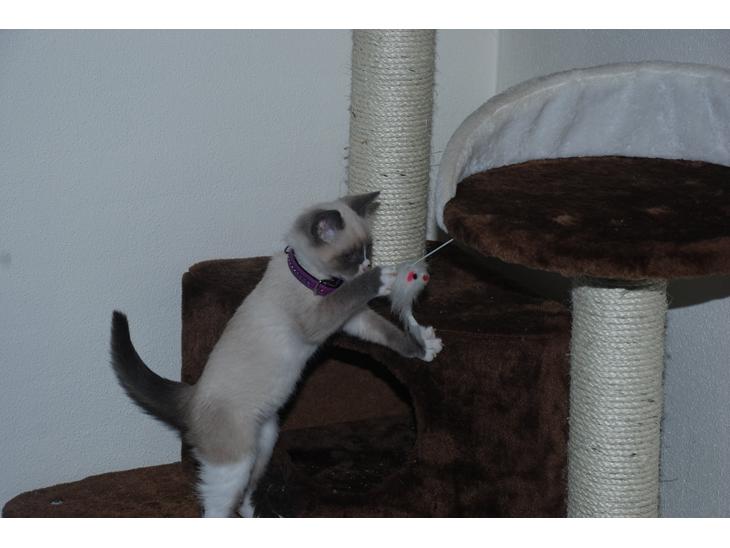 Ragdoll Princess #HIMMELENS STJERNE# R.I.P billede 1