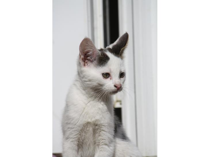 Blanding af racer ZOEY - Velkommen til Zoey's profil! :D billede 1